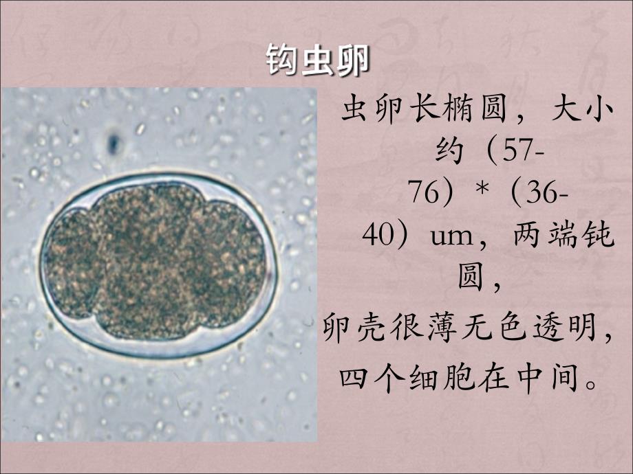 寄生虫学虫卵总结及图片1_第3页