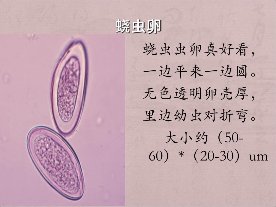 寄生虫学虫卵总结及图片1_第4页