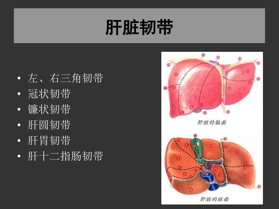 上海交大外科学肝脏疾病_第5页