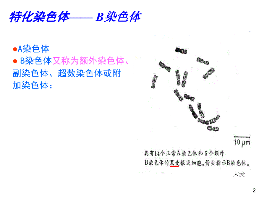 普通遗传学：第一章 遗传的细胞学基础1_第2页