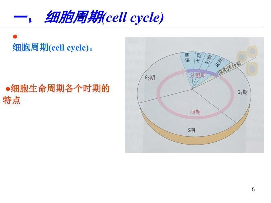 普通遗传学：第一章 遗传的细胞学基础1_第5页