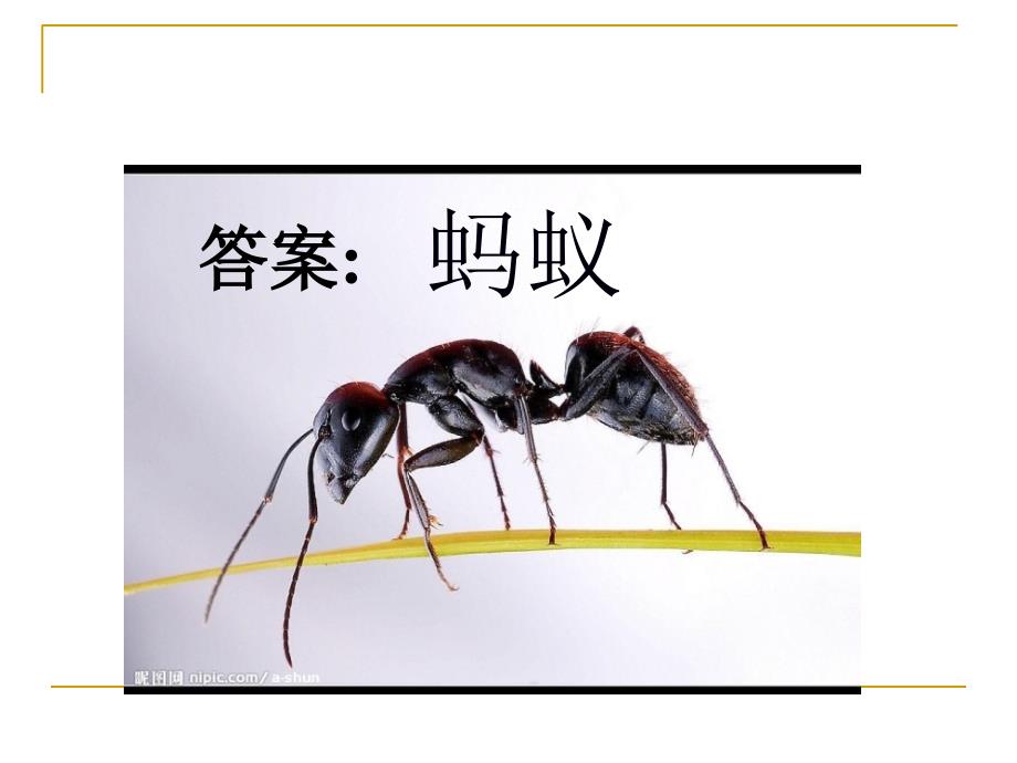 三年级科学上册蚂蚁课件_第4页