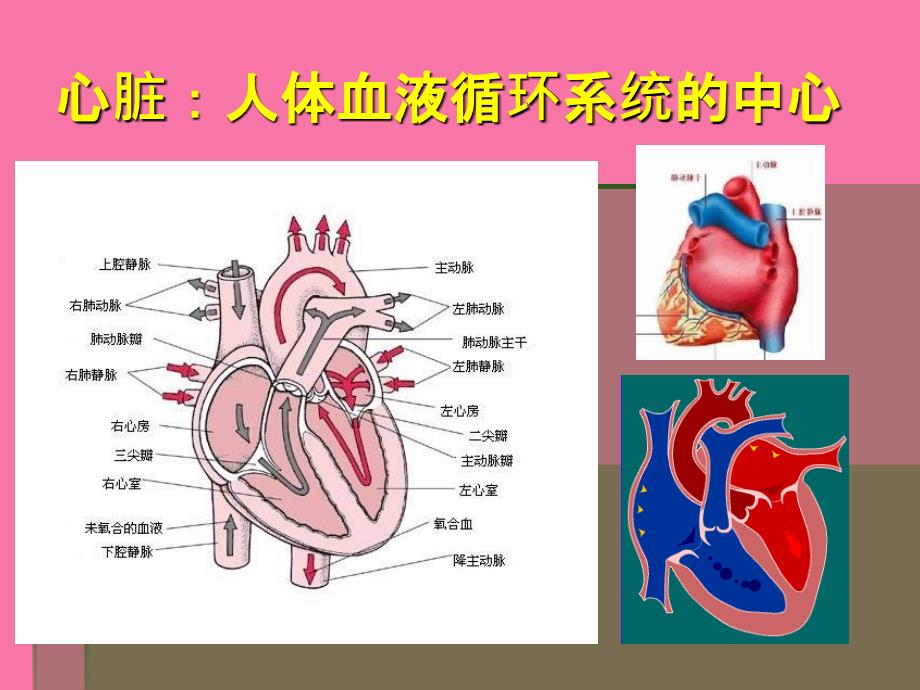 扩展阅读纵隔心血管的解剖ppt课件_第2页