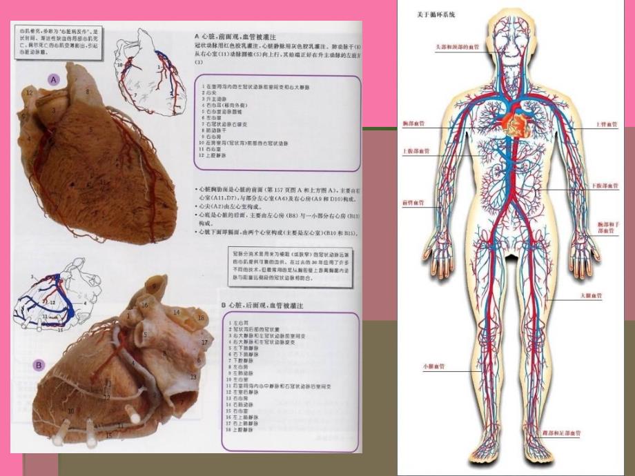 扩展阅读纵隔心血管的解剖ppt课件_第3页