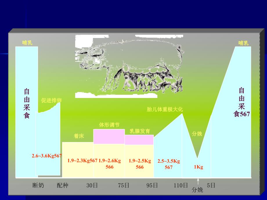 母猪的饲养管理PPT课件_第3页