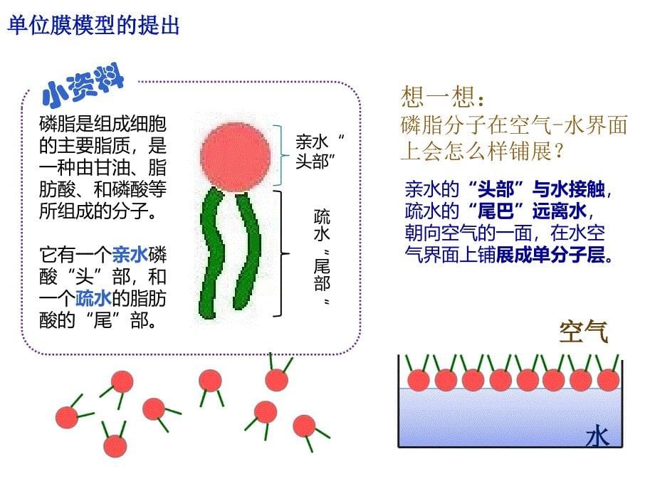 42生物膜的流动镶嵌模型_第5页