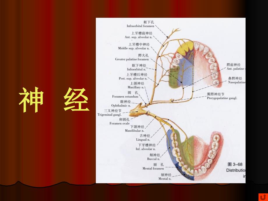 口腔颌面部系统解剖--血管、神经学习目标_第1页