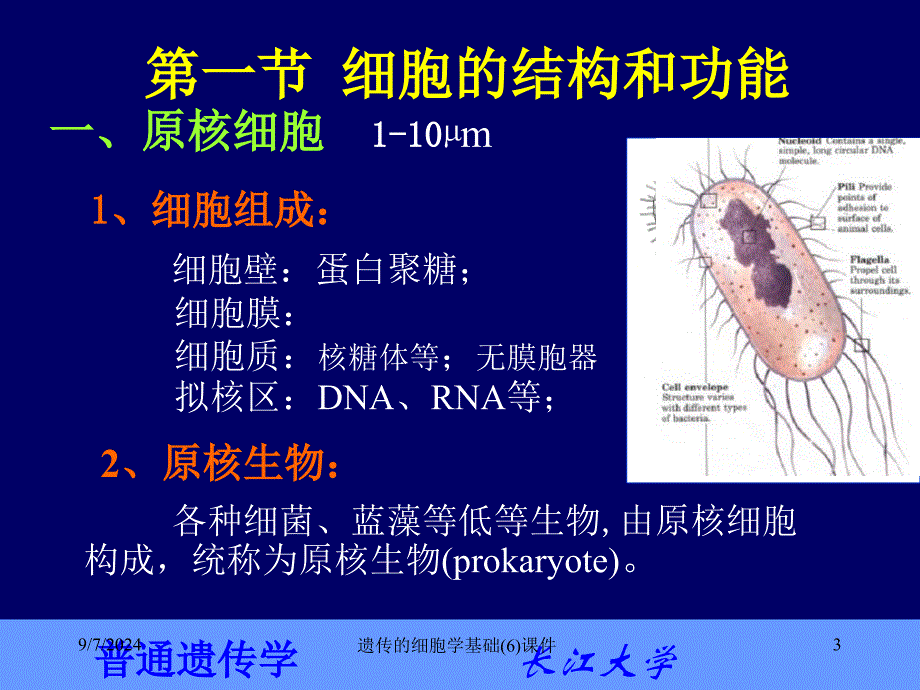 遗传的细胞学基础6课件_第3页