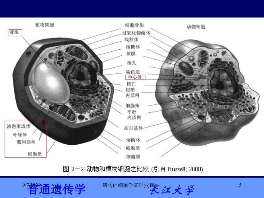 遗传的细胞学基础6课件_第5页