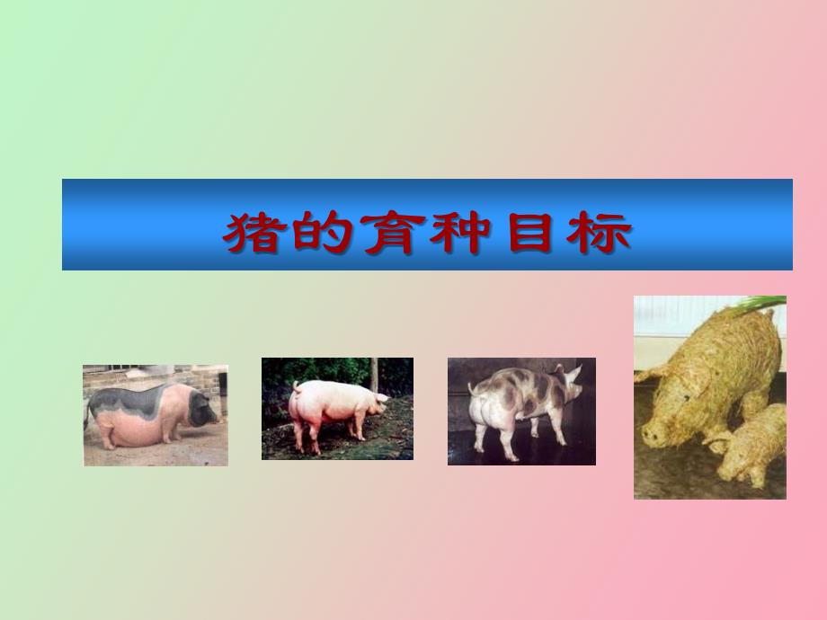 猪的育种方案_第4页