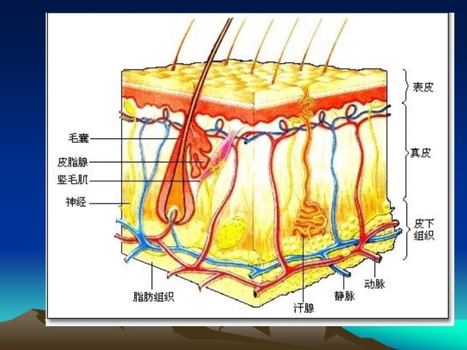 皮肤的结构PPT课件_第5页