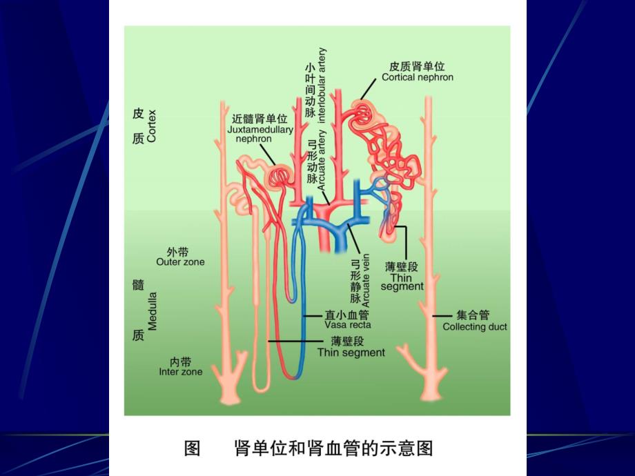 第八章肾脏的排泄之第三节与第四节小管转运和尿液浓缩_第3页