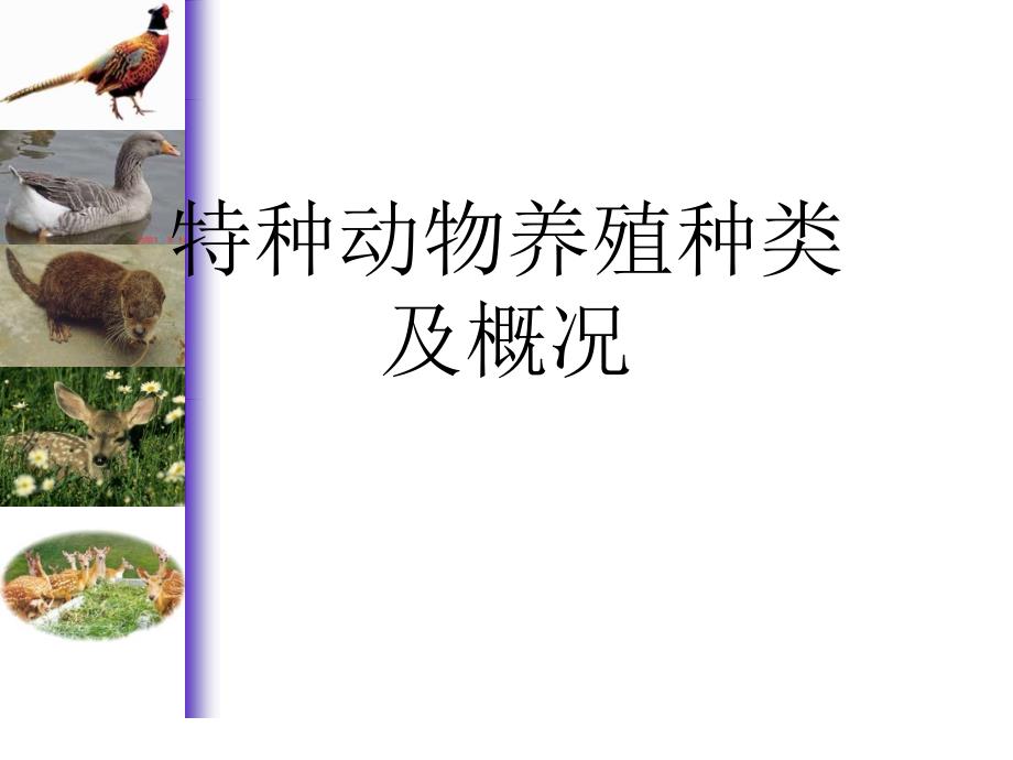 特种动物养殖种类及概况课件_第1页