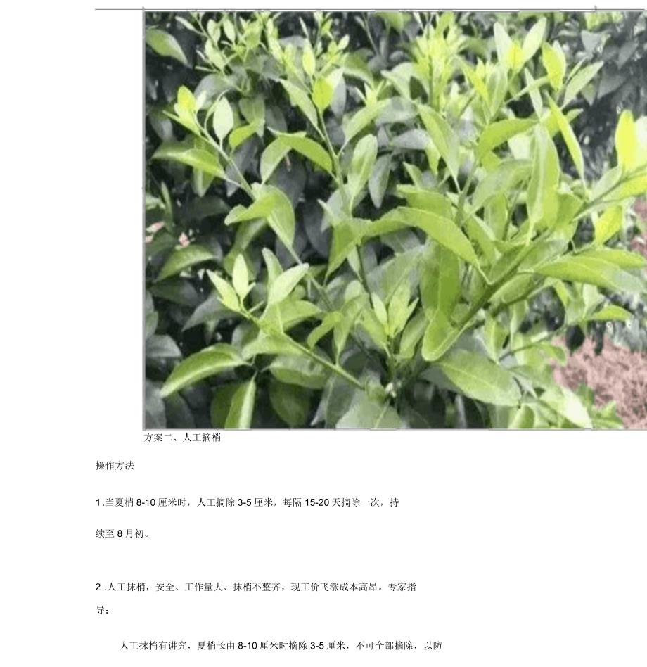 柑橘控稍具体方法_第3页