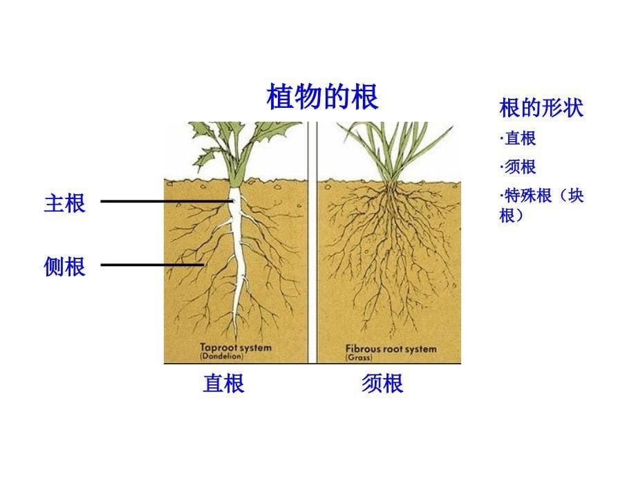 欣欣幼儿园大班科学《根茎叶花果实》课件_第5页