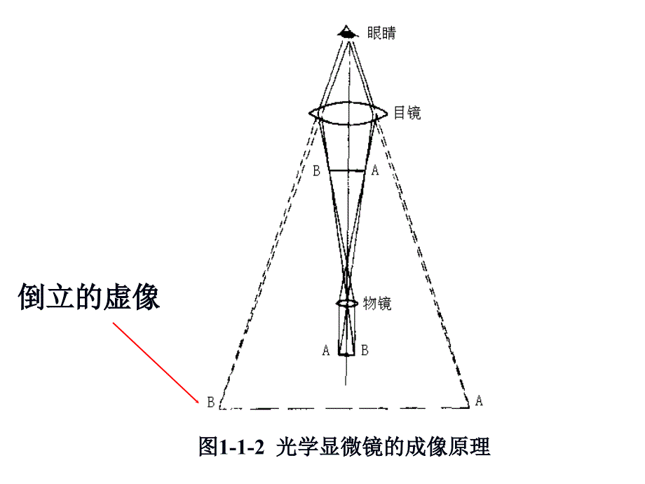 显微镜油镜的使用和细菌的革兰氏染色ppt课件_第4页