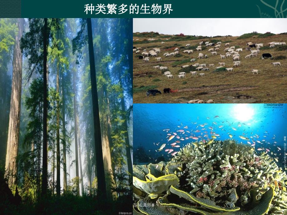 八年级生物上册生命的诞生课件苏教版优课教资_第2页