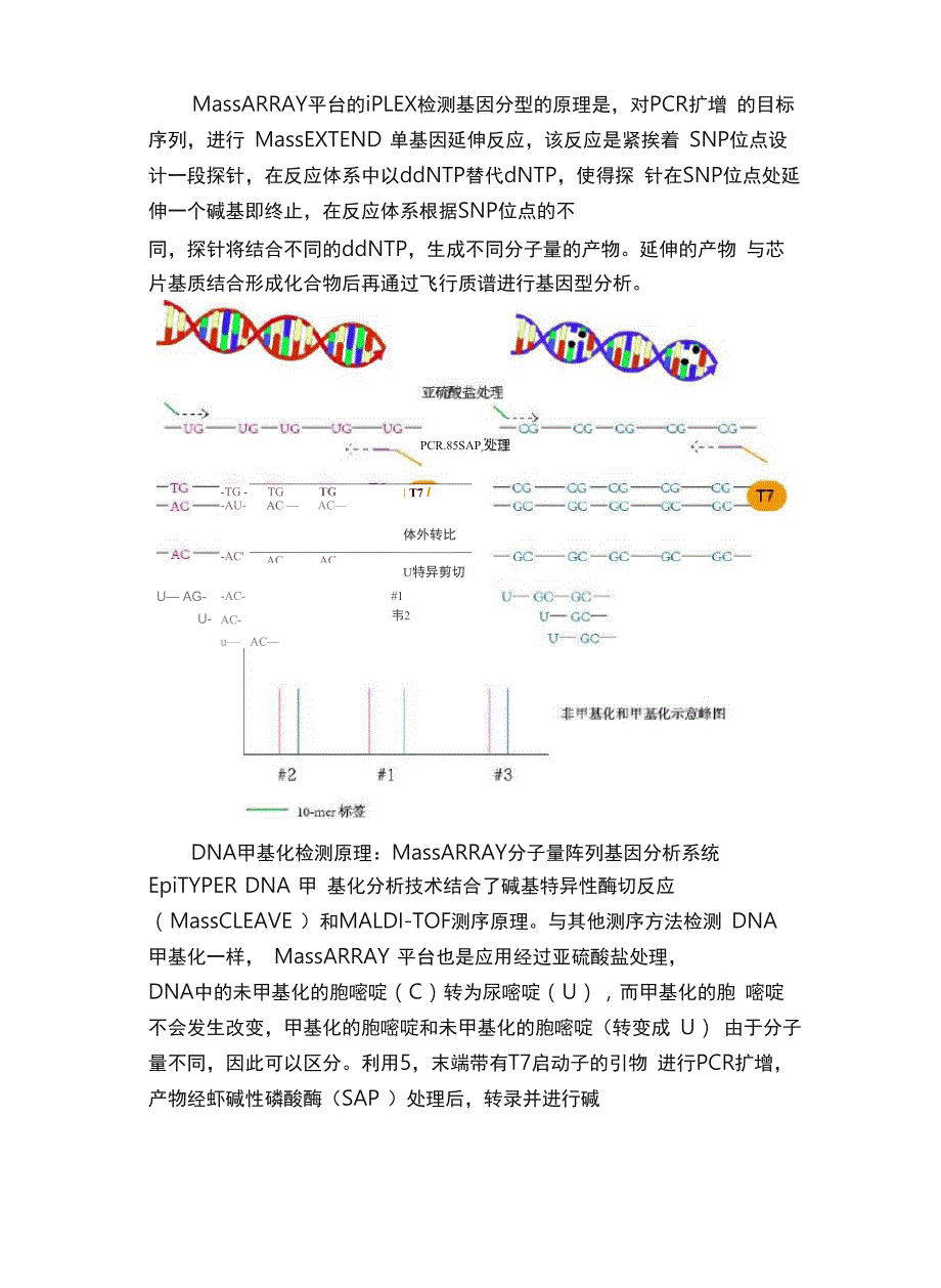 分子检测丨MassARRAY技术介绍_第3页