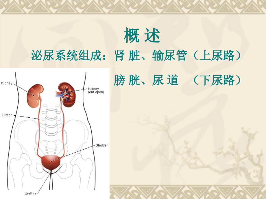 泌尿与男性生殖系统疾病医疗护理PPT课件_第2页