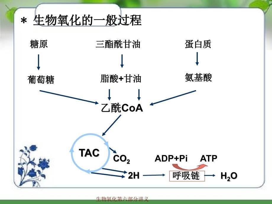 生物氧化第六部分讲义_第5页