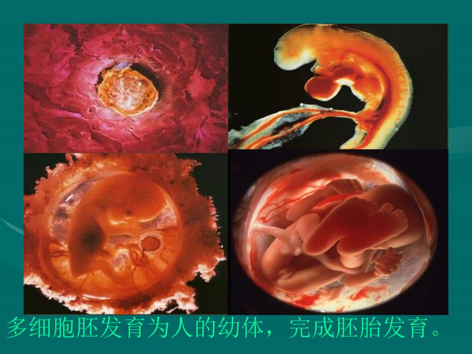 细胞的分化(公开课)_第4页