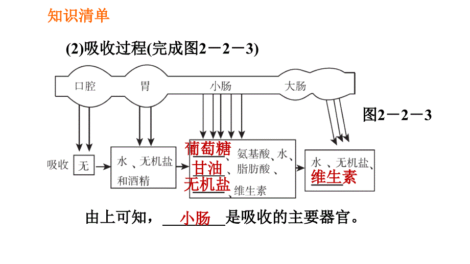 人教版七年级下册生物 第2章 4.2.2.2 营养物质的吸收 习题课件_第3页