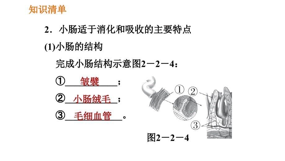 人教版七年级下册生物 第2章 4.2.2.2 营养物质的吸收 习题课件_第5页