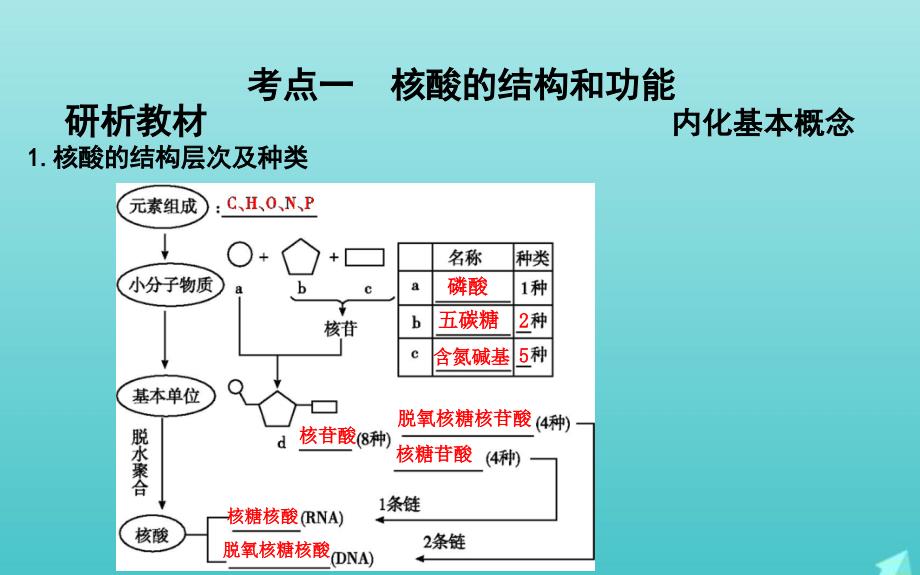 版高考生物总复习第4讲核酸糖类和脂质课件新人教版_第3页