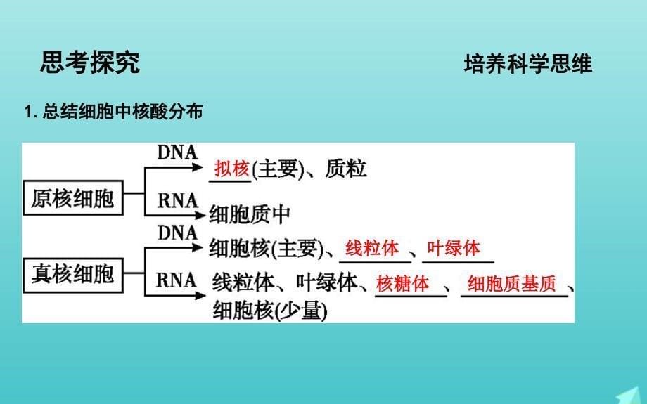 版高考生物总复习第4讲核酸糖类和脂质课件新人教版_第5页