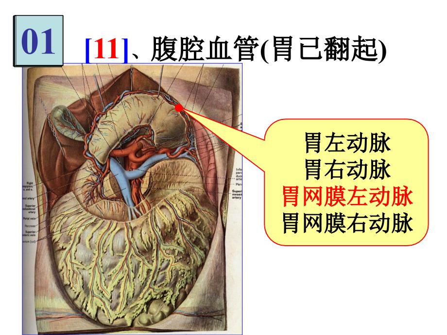 《局部解剖》实验考3_第2页