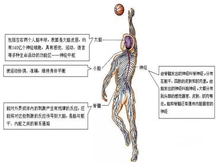 神经系统监测及护理_第5页