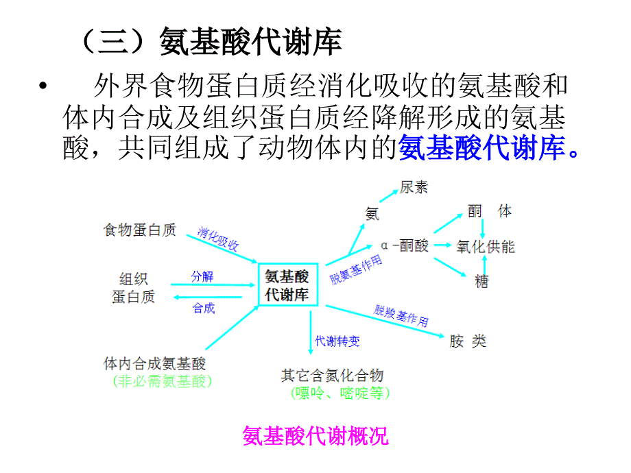 第七章氨基酸代谢_第4页