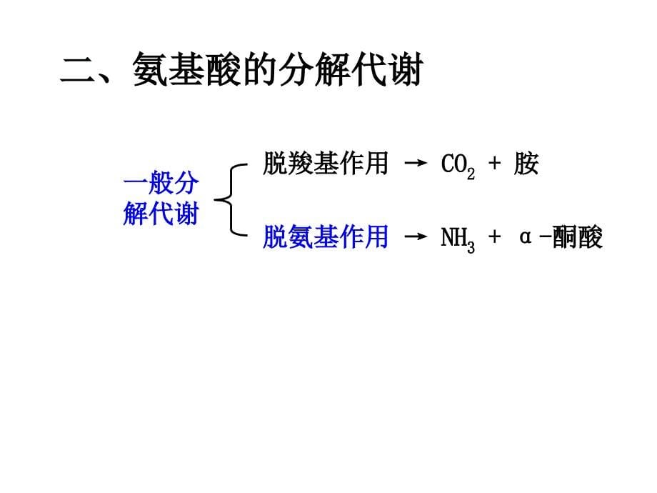 第七章氨基酸代谢_第5页