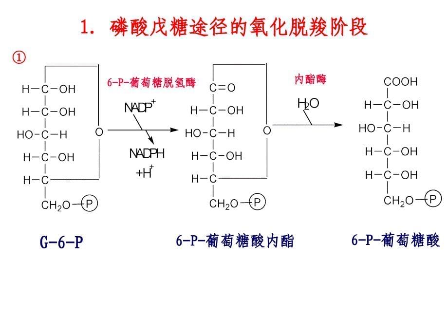 戊糖磷酸途径异生糖原合成与分解_第5页