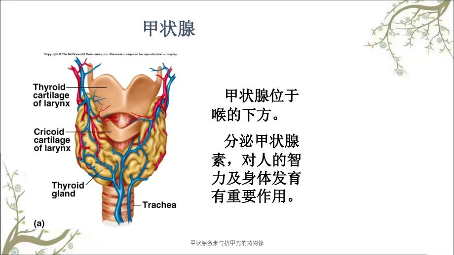 甲状腺激素与抗甲亢的药物修课件_第3页