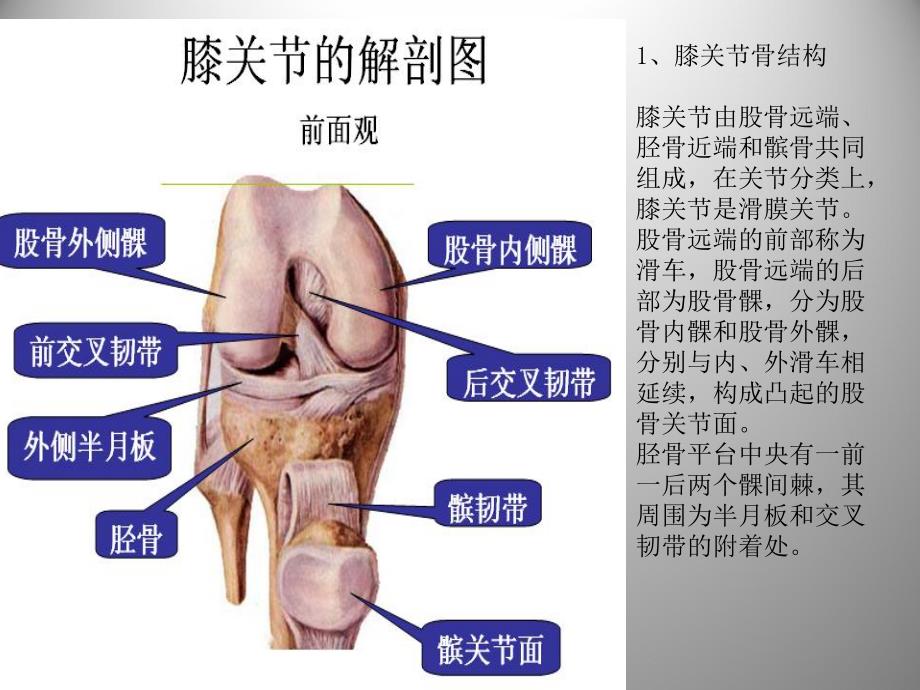 膝关节解剖及关节镜手术_第3页