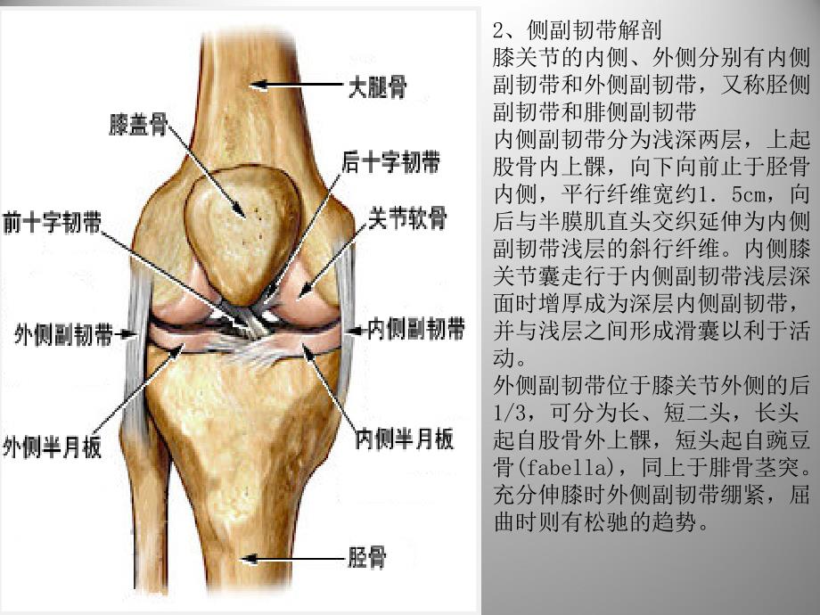 膝关节解剖及关节镜手术_第4页