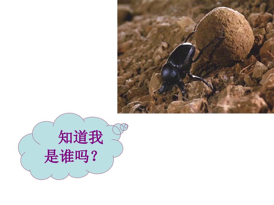 苏科版初中生物七上第二单元2.3生物对环境的影响课件_第2页