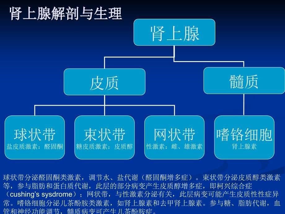 肾上腺疾病超声诊断_第5页