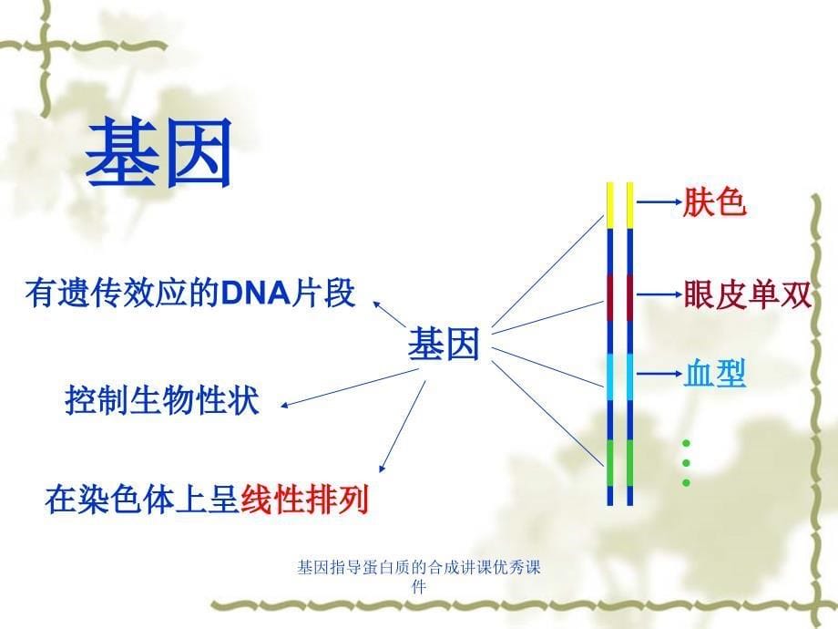 基因指导蛋白质的合成讲课课件_第5页