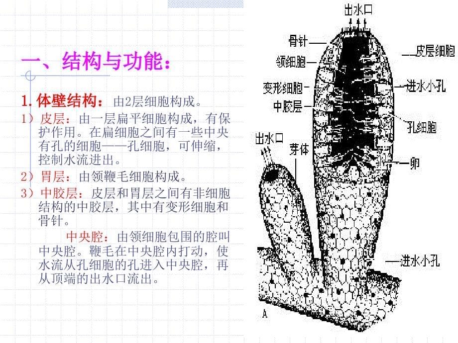 动物生物学一二海绵动物MicrosoftPowerPoint演示文稿_第5页