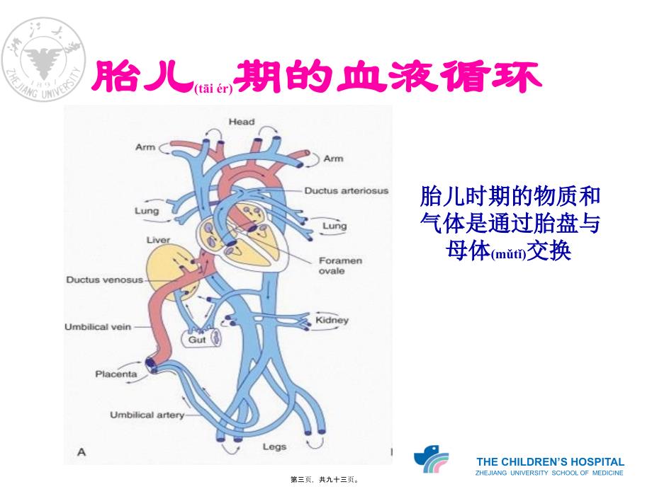 医学专题—心血管的胚胎发育及血液循环_第3页