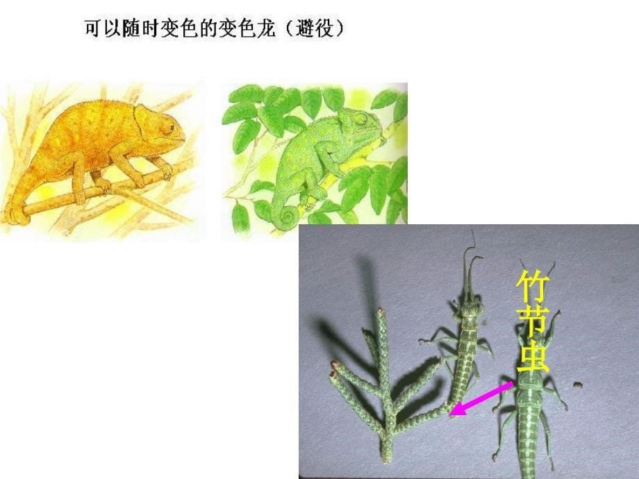 [初一理化生]第三节-生物适应和影响环境_第5页