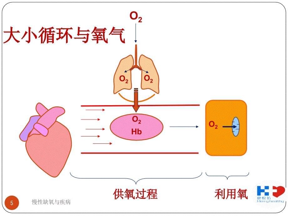 慢性缺氧与疾病ppt课件_第5页