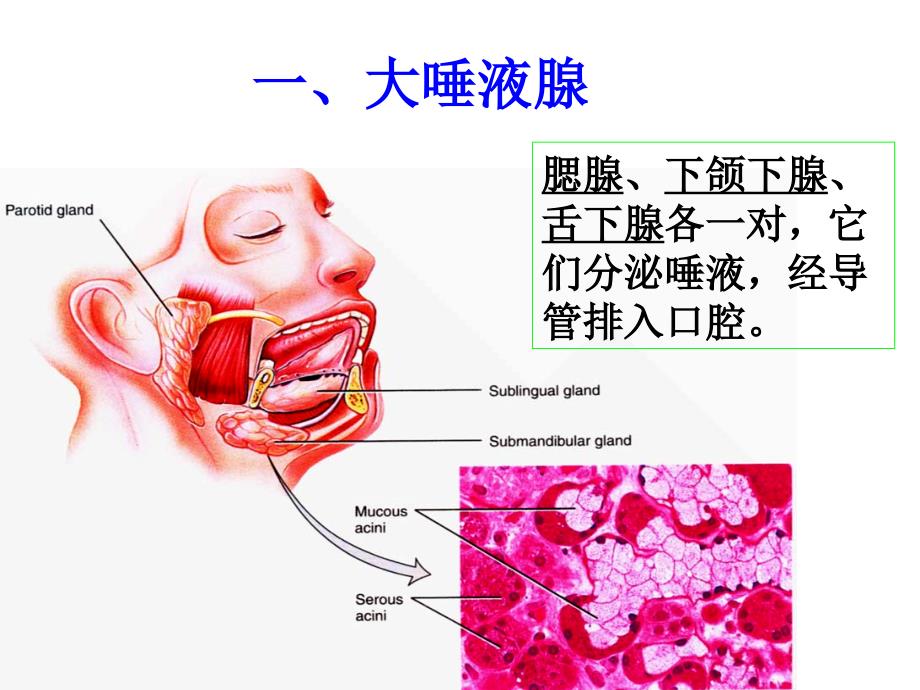 组织学与胚胎学：第15章 消化腺_第3页