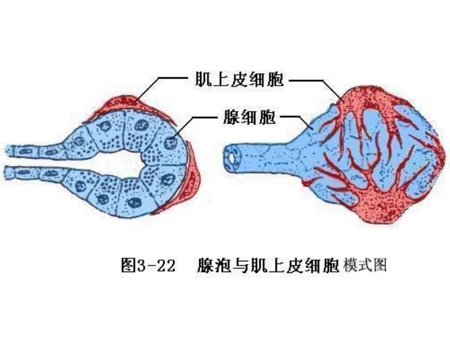 组织学与胚胎学：第15章 消化腺_第5页