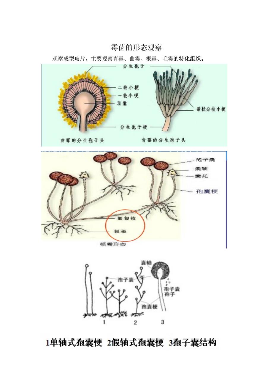 实验二、真菌的形态观察_第2页