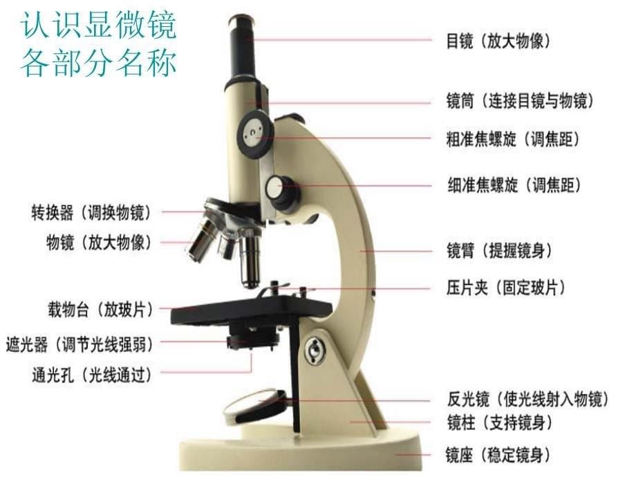 人体口腔上皮细胞临时装片_第5页