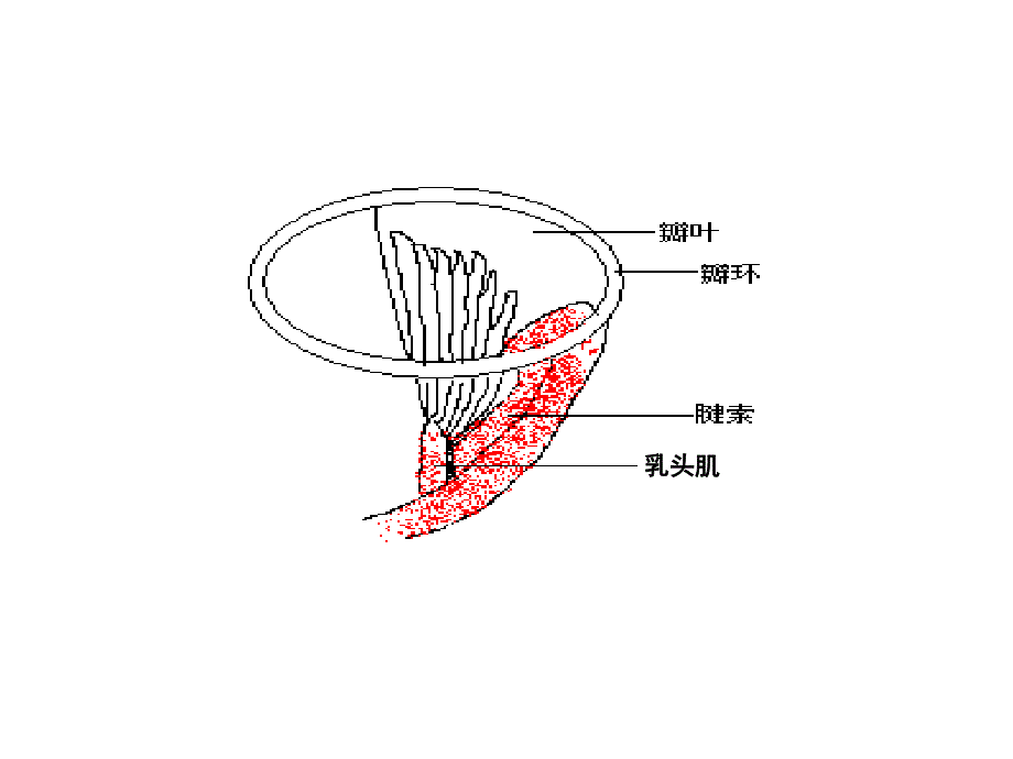 尖瓣疾病的超声诊断_第2页