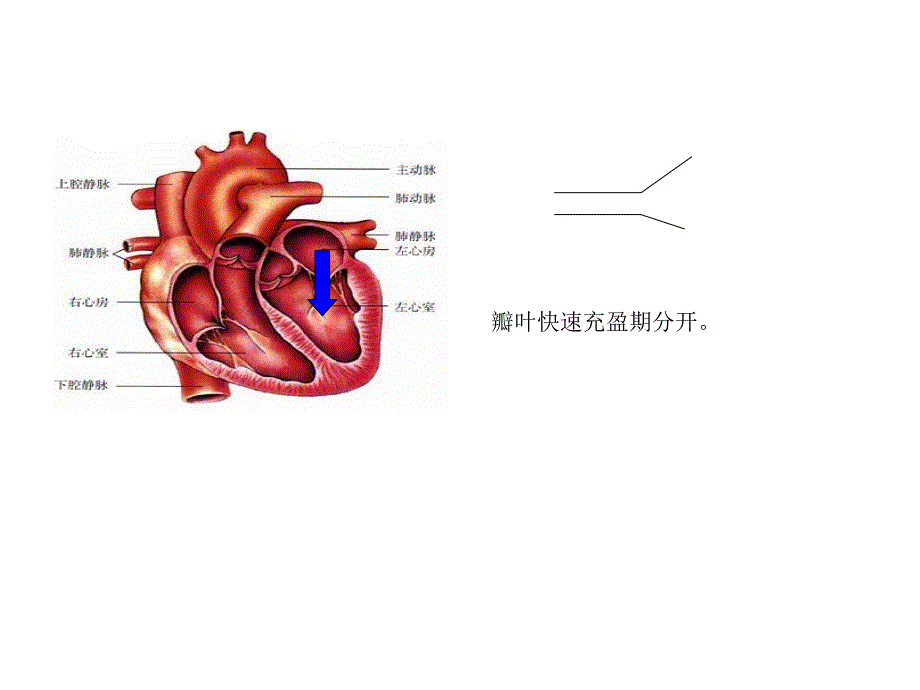 尖瓣疾病的超声诊断_第4页